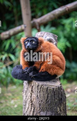 A vertical closeup of an adorable red lemur on a  tree trunk in Artis Zoo in Amsterdam Stock Photo