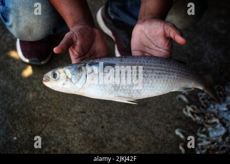 Gros mugil poisson-mulet à la main dans un arrière-plan flou agréable Banque D'Images