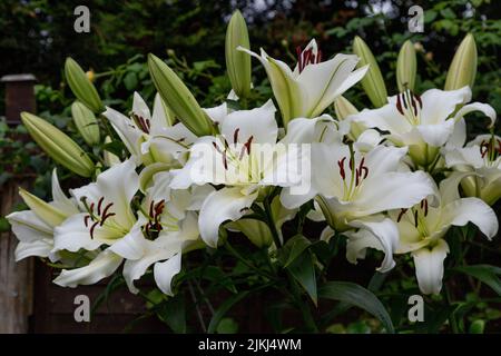 Nénuphars blancs fleuris dans un jardin du Yorkshire du Royaume-Uni. Banque D'Images