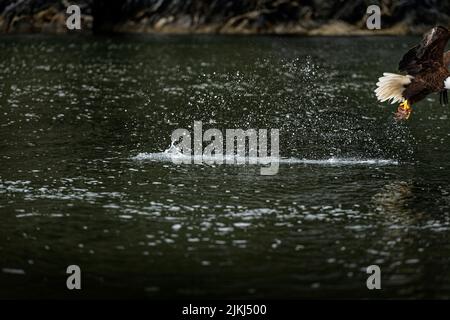 A bald eagle in flight with a fresh caught fish in its talons splashing water Stock Photo