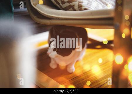 A shot of a black and white cat sitting under the chair with bokeh light in the background Stock Photo