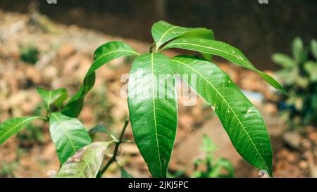 A closeup shot of a mango tree growing in the field on a sunny day with a blurred background Stock Photo