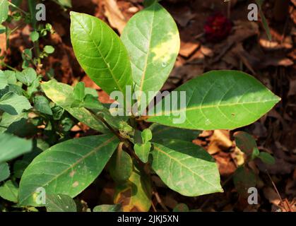 A closeup shot of an almond plant growing in the garden under the sunlight Banque D'Images