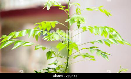 A closeup shot of a Curry leaf growing in the garden under the sunlight Stock Photo