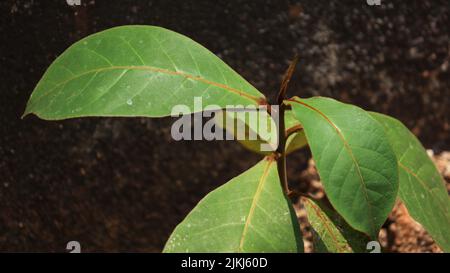 A closeup shot of an almond plant growing in the garden under the sunlight Banque D'Images
