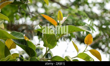 A close-up shot of a banyan tree leaves in the daytime. Stock Photo