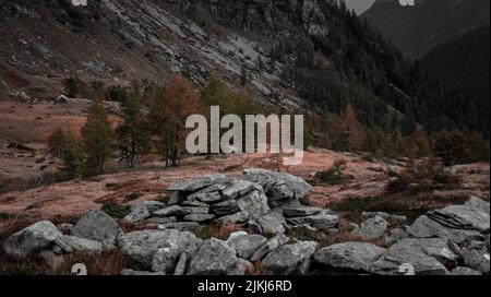 A beautiful landscape of fir trees on the slope of a rocky hill Banque D'Images
