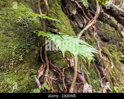 Des feuilles d'ongle qui poussent magnifiquement dans les forêts d'Aceh, Aceh, Indonésie. Banque D'Images