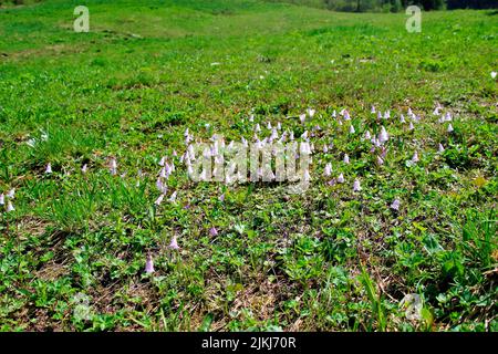 Soldanelle naine (Soldanella pusilla), aussi appelée cloches alpines naines.genre de cloches alpines (Soldanella) au sein de la famille des primevins (Primulaceae). Banque D'Images