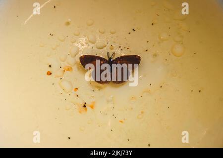 A top view closeup shot of a moth trapped in a bowl of oil, symbolizing the concept of life and death Banque D'Images