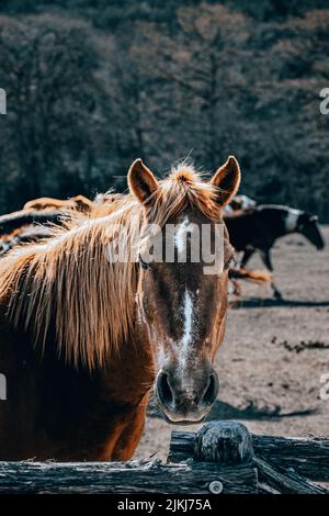 A vertical closeup of a brown horse standing near the fence. Selected focus. Stock Photo