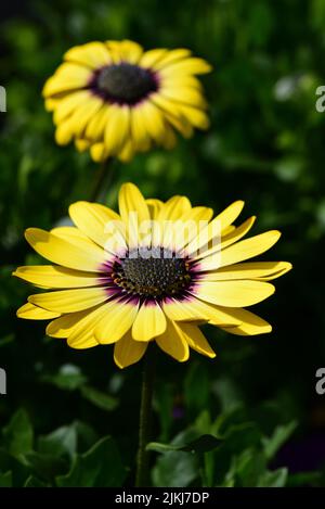 A vertical closeup of Osteospermum echelons, 'Blue Eyed Beauty' growing against green leaves Stock Photo