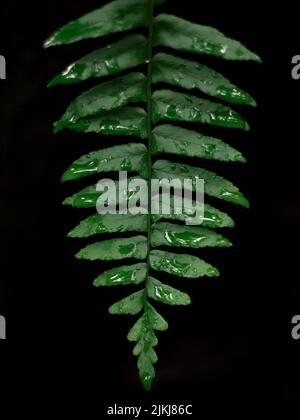 A vertical shot of water drops of dew or rain on a fern leaf isolated on a black background Stock Photo