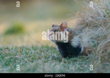 The European hamster (Cricetus cricetus) in the field Stock Photo