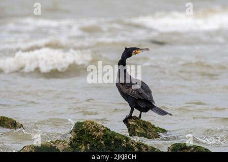 Grand cormoran (Phalacrocorax carbo) reposant sur un rocher le long de la côte de la mer du Nord en été Banque D'Images