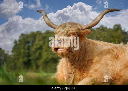 A closeup shot of an adult highland cattle laying on the grass of a pasture in bright sunlight with blurred background Stock Photo