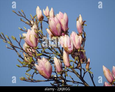 A beautiful view of magnolia liliiflora flowers blooming on the tree against blue sky in bright sunlight Stock Photo