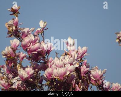 A beautiful view of magnolia liliiflora flowers blooming on the tree against blue sky in bright sunlight Stock Photo