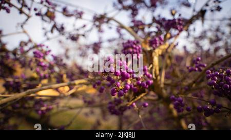 A shallow focus Shot of the beautiful autumn berries of Callicarpa bodinieri in the garden with a blurred background Stock Photo