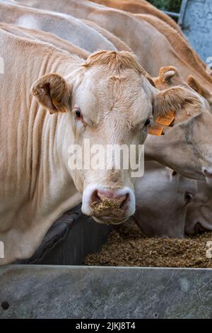 Troupeau de vaches Charolais blanches, race française de bovins de taurine, mangeant du fourrage / fourrage de la gouttière / mangeoire dans le champ Banque D'Images