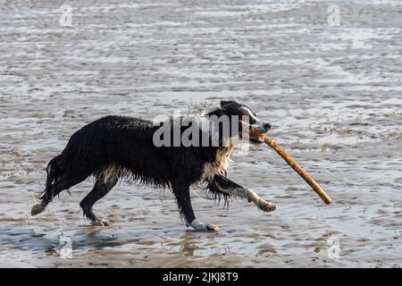 Black & White Border Collie en train de courir et de jouer à FETCH avec une grande branche en bouche sur une plage de sable à marée basse le long de la côte de la mer du Nord Banque D'Images