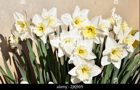 Une belle vue sur les jonquilles fleuries fleurir dans le jardin de la maison contre le mur de pierre en plein soleil Banque D'Images