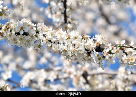 A selective focus shot of blackthorn flowers blooming on the tree in the garden in bright sunlight with blurred background Banque D'Images