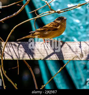 A vertical closeup shot of an Old World sparrow standing on a timber against a blue and black background Stock Photo