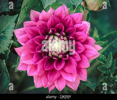 A selective focus shot of a dahlia in the garden Stock Photo