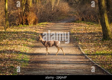An adorable male roe deer (Capreolus) crossing a road in the park Banque D'Images