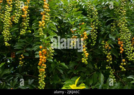 A tree of Celastrus with  growing yellow fruits Banque D'Images