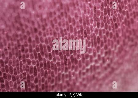 A pink crocodile exotic skin texture Banque D'Images