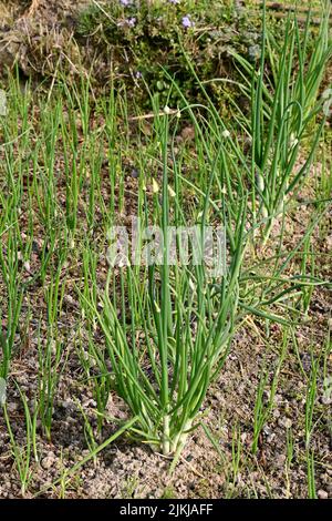 gros plan sur le bouquet d'oignons verts mûrs avec des graines poussant dans la ferme sur fond vert-brun hors foyer. Banque D'Images