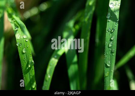 Un gros plan de dewdrops sur des plantes vertes Banque D'Images