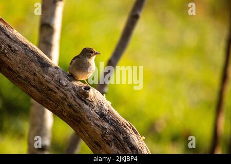 An old-world sparrow perched on a branch Stock Photo