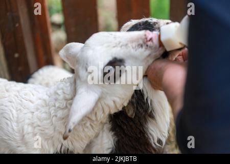 Deux agneaux mignons nourris à la main par un fermier Banque D'Images