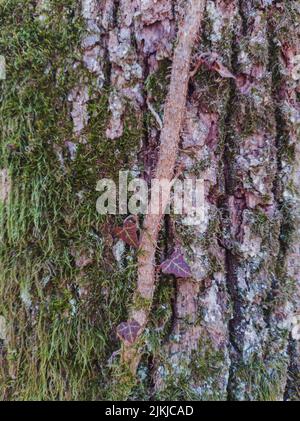 Un gros plan de la plante de l'ivie qui pousse sur une écorce d'arbre recouverte de mousse Banque D'Images