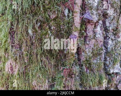 Un gros plan de la plante de l'ivie qui pousse sur une écorce d'arbre recouverte de mousse Banque D'Images