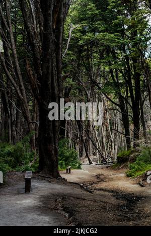 Une vue magnifique sur un sentier entouré de grands arbres dans les bois Banque D'Images