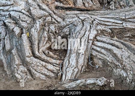 Un gros plan de racines naturelles enchevêtrées très épaisses d'un énorme arbre en bois de coton Banque D'Images