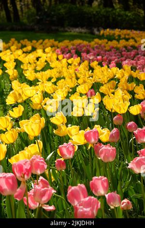 A vertical shot of colorful tulips in the garden Stock Photo