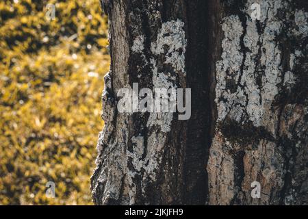 A closeup shot of the tree bark and the leaves in the background Stock Photo