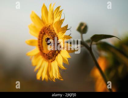Tournesol avec un insecte. Banque D'Images