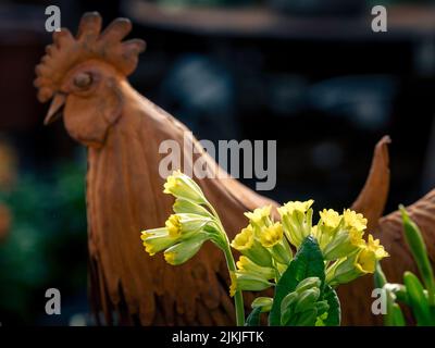 A shallow focus of a cowslip (Primula veris) flowers in front of a wooden rooster Easter decoration Stock Photo