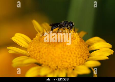 L'abeille commune (Heriades truncorum) recueille du pollen sur la camomille de la friteuse (Anthemis tinctoria) Banque D'Images