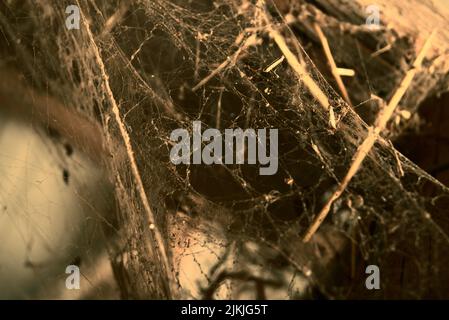 A closeup of the cobwebs hanging on the wooden framework of a barn. Stock Photo