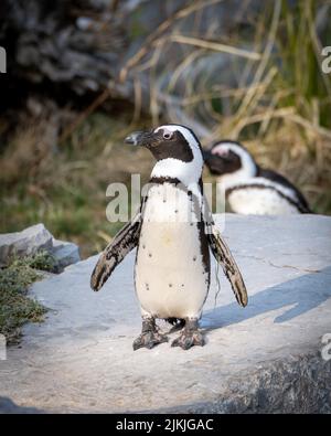 A vertical shot of an African penguin walking around on a snowy field in the Salzburg Zoo Stock Photo