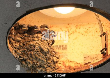 A manmade bird nest with a lamp inside it and small birds sitting in the nest Stock Photo