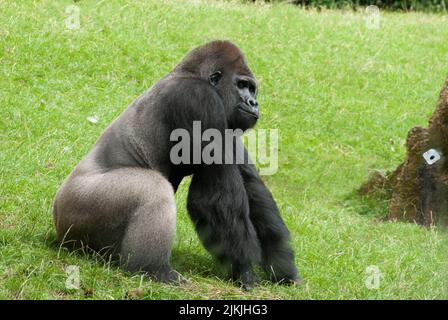 A closeup shot of a young gorilla sitting alone on the grass at the zoo Banque D'Images