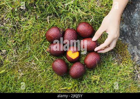 A top view of person's hand taking a moriche palm fruit on green ground Stock Photo